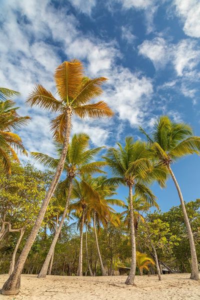 Caribbean-Grenada-Mayreau Island Beach and palm trees
